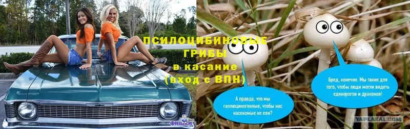 omg маркетплейс  Серов  Псилоцибиновые грибы мицелий 